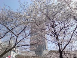 20080328-sakura.JPG